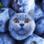 THE blueberry cat