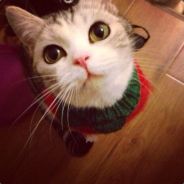 钢琴手蓝胖爸爸