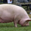 Свинья мясная II категории