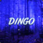 Dingo