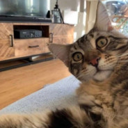 我是一只快乐的羊梦灰