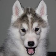 Manu - steam id 76561197965579031