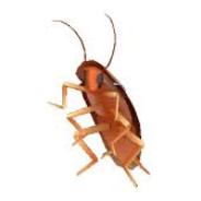 COCKroach