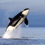 orca - steam id 76561197965785510