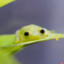 caterpillar