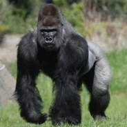 fucking pissed off gorilla