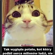 kot potato