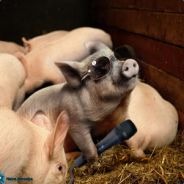 Pigy