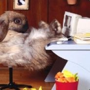 Hase