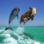 A cow and a dolphin in the air