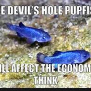 pupfish