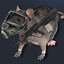 rat