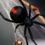 black widow***********