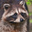 BadderRaccoon2