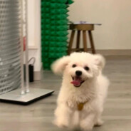 Sheeeeeeeesh!的骑士