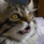 seizurekitten