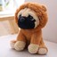 Lion Pug