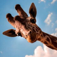 Giraffinha