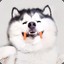 Huskyzinho