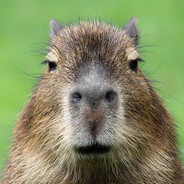 Capybara