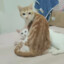 sy_大白白