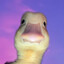 Duck1e