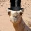 Camel With Top Hat