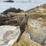 全美电视台红衣记者