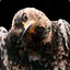 LightningHawk