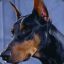 DoBeRm@n