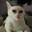 Buscemi Cat