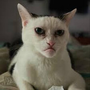 Buscemi Cat