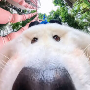 去码头整点薯条