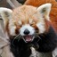 Lesser Panda