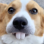 Avatar ʕ•̫͡•ʔ 混乱之王