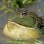 BullFrog