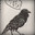 caws