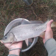 cпермобластер