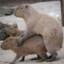 horny capybara