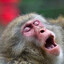monke