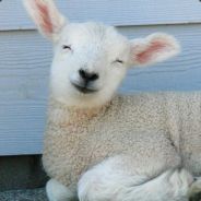 SheepGoBaa