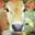 3 Cows In a Trenchcoat