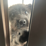 庄园老王爱翻墙