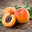 Unvalid_Apricot