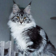 moneycoon_