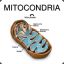 Mitocondria