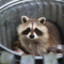 TrashPanda