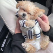 当作我最后才明白