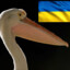 Pelican