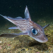 Zarya_1997 Zarya_1997